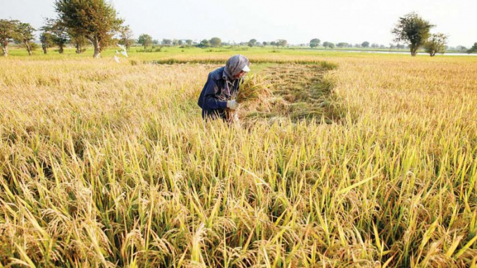 Nông dân quận Russey Keo, ngoại ô thủ đô Phnom Penh thu hoạch lúa. Ảnh: APK 