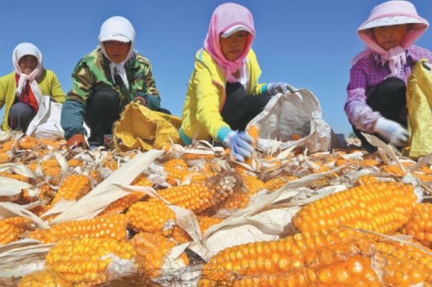 Nhu cầu tăng đẩy giá ngô cao cũng khiến nông dân Trung Quốc mở rộng diện tích ngô tự phát. Ảnh: GloabalTimes 