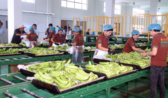 Công nhân đóng gói chuối xuất khẩu tại doanh nghiệp Longmate ở tỉnh Kampot, Campuchia. Ảnh: KhmerTimes