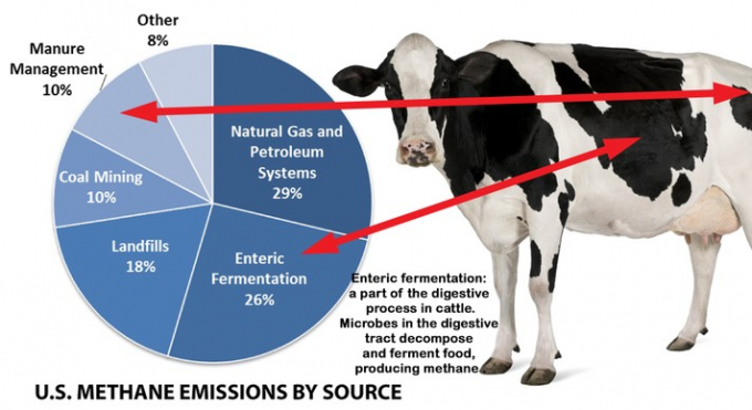 Khí thải mêtan của bò là một nguyên nhân quan trọng gây ra hiệu ứng nhà kính. Đồ họa: Lake University