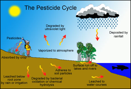 Các mũi tên đỏ chỉ mô hình di chuyển của thuốc trừ sâu sau khi được phun xịt trên đồng ruộng, có thể ngấm vào đất, mạch nước ngầm và bay hơi lên không khí. Đồ họa: Eco-generation