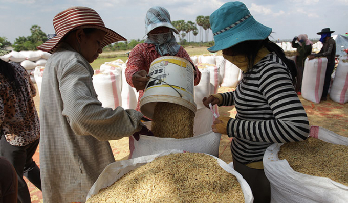 Nông dân huyện Bati, tỉnh Takeo, Campuchia thu hoạch lúa đóng bao. Ảnh: KT