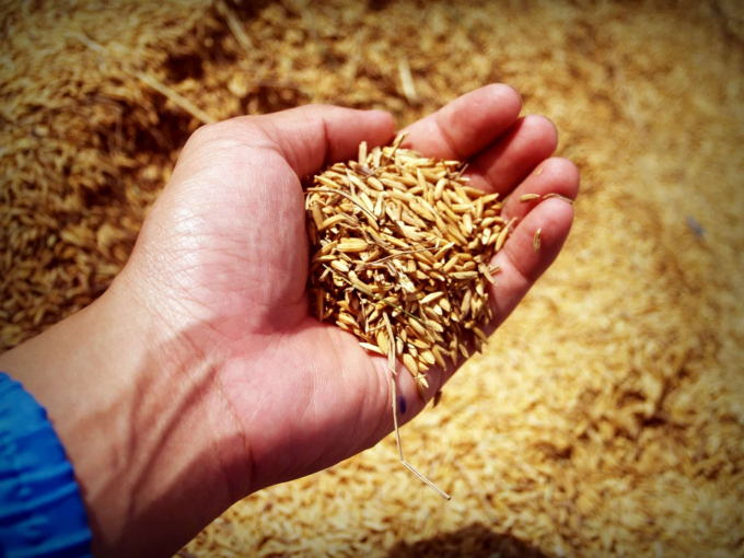 Thóc lúa nếu không được bảo quản tốt sẽ gây thất thoát sau thu hoạch và giảm chất lượng. Ảnh: Beezzly.com