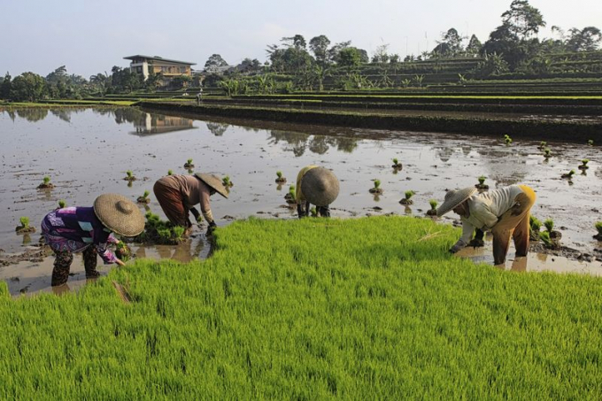 Nông dân Indonesia cấy lúa ở huyện Bogor hôm 3/5/2021. Ảnh: NurPhoto/Getty Images