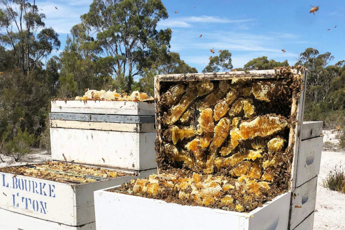 Cận cảnh đõ ong Manuka ở New Zealand. Ảnh: Getty