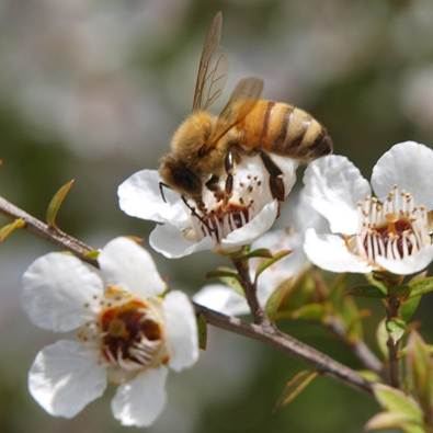 Ong lấy mật từ nhụy hoa của loài cây Leptospermum scoparium ở New Zealand. Ảnh: Getty