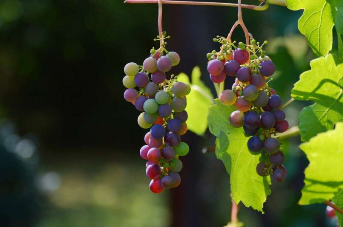 A high yielding grape. Photo: Getty