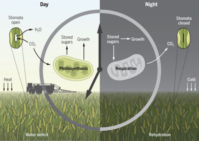 Biểu đồ mô tả sự khác nhau trong quá trình sinh trưởng của cây trồng giữa ngày và đêm.Đồ họa: Science 
