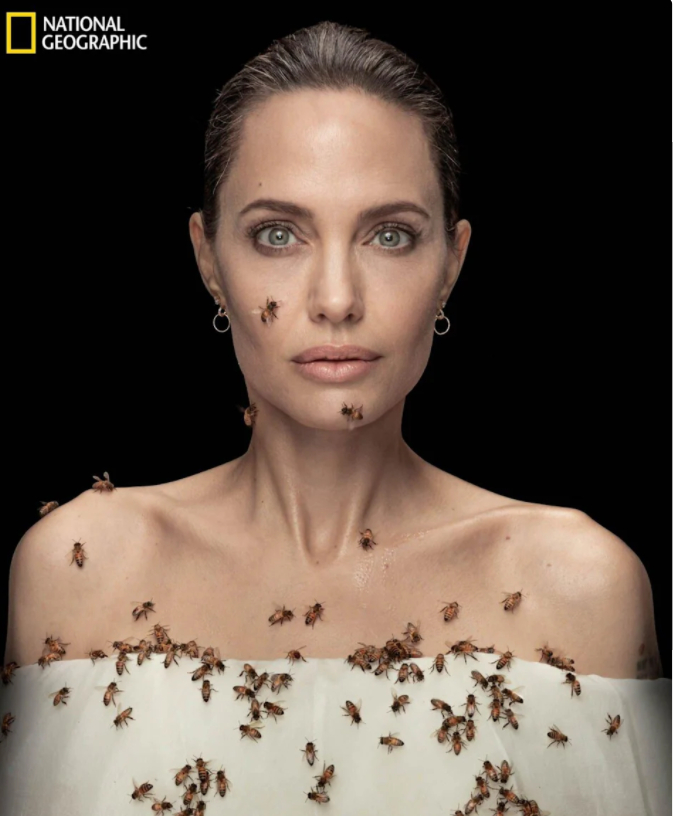 Bức ảnh chụp chân dung Angelina Jolie được 'bao phủ' bời một đàn ong mật. Ảnh: National Geographic