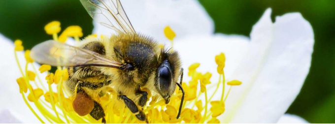 Ba trong số bốn loại cây trồng trên toàn cầu tạo ra trái cây hoặc hạt để sử dụng làm thực phẩm cho con người, ít nhất một phần phụ thuộc vào loài ong và các loài thụ phấn khác. Ảnh: FAO/Greg Beals