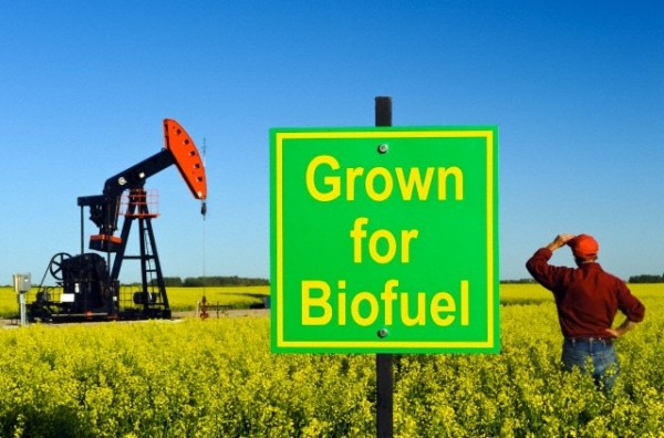  The main types of biofuel in use today are ethanol (alcohol) and biodiesel. Photo: The Earth Project