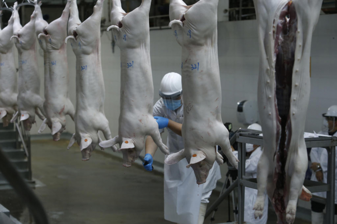 Các lò giết mổ tại Singapore cũng cấm thu gom tiết lợn từ lâu. Ảnh: Today