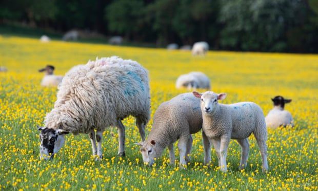 ‘The way we help our farmers manage our soils, hedgerows and grazing livestock, and develop local supply chains, holds the key to biodiversity gain, carbon sequestration and water management.’ Photograph: Stuart Black/Alamy