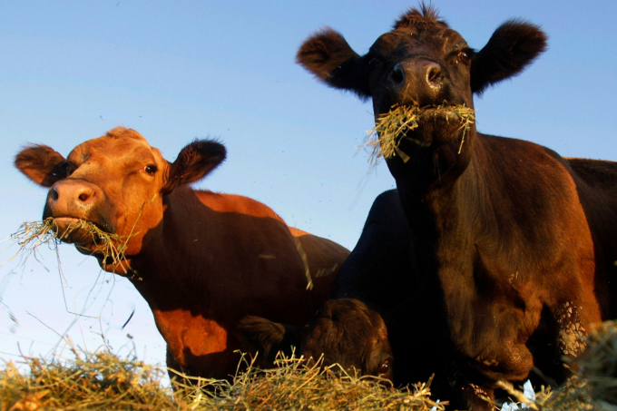 Simmental beef cattle feed on hay in a pasture near Middletown, Ill. | Seth Perlman/AP Photo