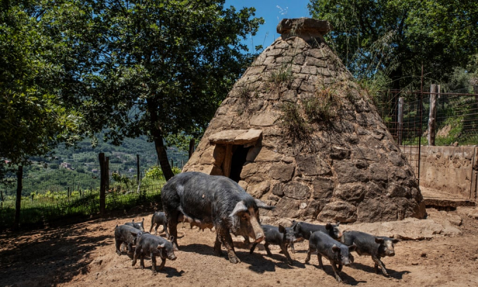 Mẹ con đàn lợn đặc hữu ở Sicily được nuôi ngoài trời. Ảnh: Guardian