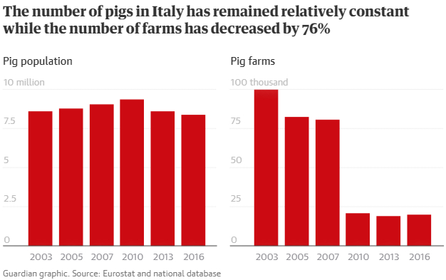 Số hộ chăn nuôi lợn quy mô nhỏ lẻ ở Ý suy giảm mạnh trong mấy năm gần đây, trong khi tổng đàn lợn cả nước vẫn duy trì. Đồ họa: Guardian