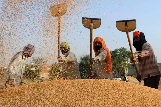 Với sản lượng lúa sẽ đạt mức kỷ lục trong năm nay thì nhiều khả năng là giá gạo xuất khẩu của Ấn Độ có thể sẽ giảm. Ảnh: Times