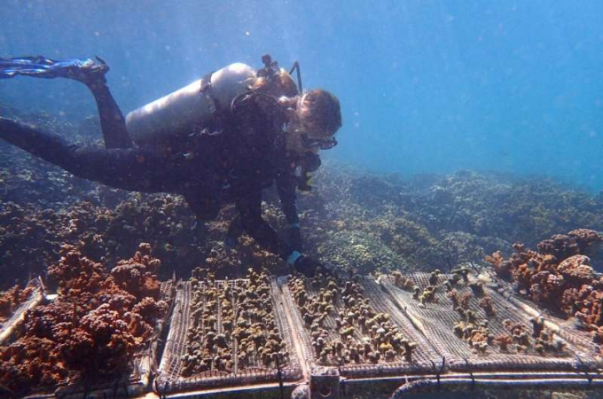 University of Pennsylvania biologist Katie Barott and colleagues found that corals maintain their ability to resist bleaching even when transplanted to a new reef. Credit: S. Matsuda