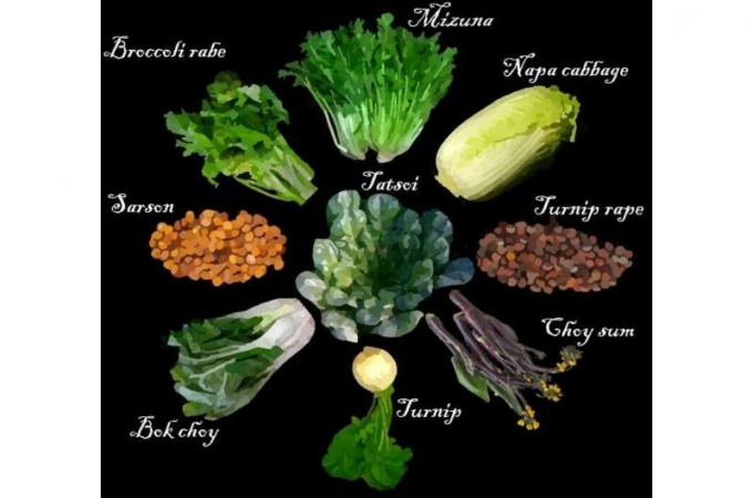 Chín loài rau họ cải (Brassica rapa) đã được thuần hóa và lai tạo thành các loại rau khác nhau. Ảnh: Alex McAlvay