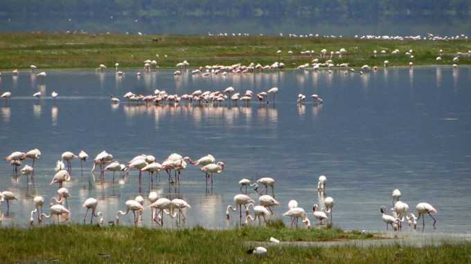 The alkaline Nakuru Lake in Kenya is rich in the cyanobacterium Spirulina platensis, the basic food of the Lesser Flamingo. However, due to increasing rainfall in the region in recent years, the bacterium and with it the flamingos are disappearing. Credit: Prof. Martin Trauth, University of Potsdam