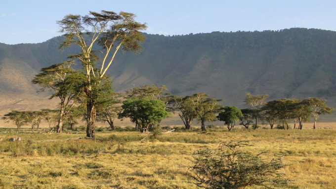 The Ngorongoro on the edge of the Serengeti in Tanzania is home to abundant wildlife. Climate change, however, leads to dramatic water scarcity, vegetation changes, loss of biodiversity and recurring diseases that threaten the fragile ecosystem. Credit: Prof. Martin Trauth, University of Potsdam