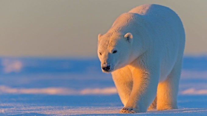 Gấu Bắc cực là một trong những quần thể động vật hoang dã quan trọng ở bang Alaska. Ảnh: BBC