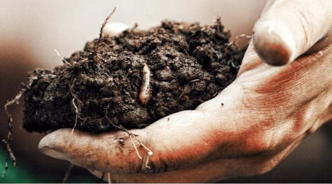 Các loài giun đất rất có lợi giúp phân hủy chất thải và làm giàu dưỡng chất cho đất. Ảnh: Getty