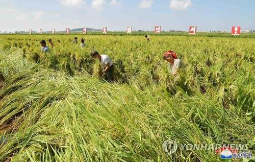 Những người nông dân Triều Tiên đang dựng lúa bị đổ bão vào ngày 9 tháng 9 năm 2019. Ảnh: Yonhap