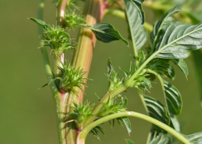 Palmer amaranth (pigweed)  (Jeff Gunsolus, retired University of Minnesota Extension weed scientist.)