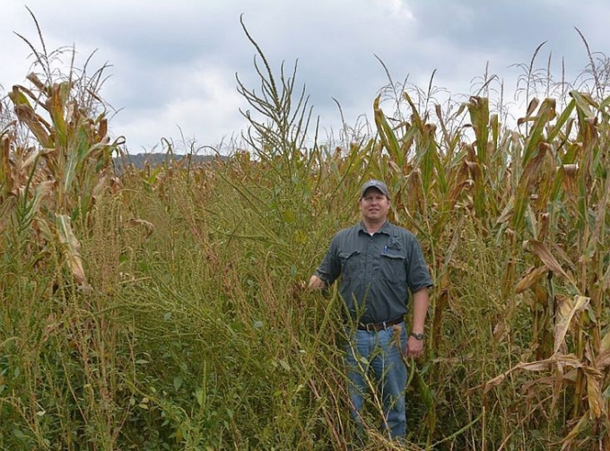 Dwight Lingenfelter, weed science extension associate in the College of Agricultural Sciences, stands next to a Palmer amaranth plant in a corn field. The weed can grow to as high as 8 feet. IMAGE: PENN STATE