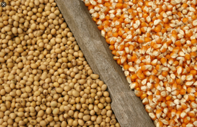 Đậu tương và ngô vẫn là hai mặt hàng nông sản xuất khẩu chủ lực của Mỹ. Ảnh: World Grains