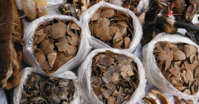 Pangolin scales for sale in a market in Mong La in Myanmar [Courtesy of Chris R Shepherd/TRAFFIC]