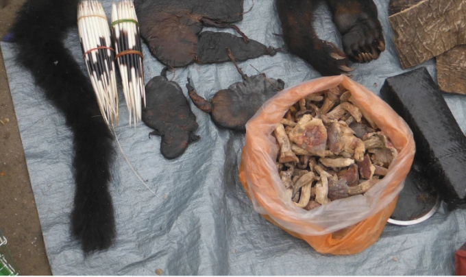 Wildlife parts for sale in Mong La market in Myanmar [Courtesy of Chris R Shepherd/TRAFFIC]