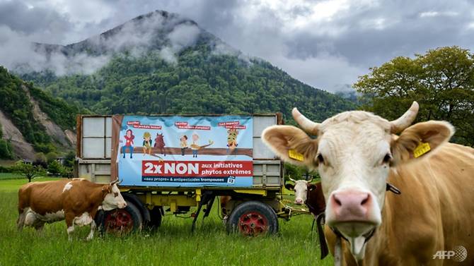 In the one region arsonists torched a trailer in a field displaying banners calling for a 'No' vote, infuriating farmers. (Photo: AFP/Fabrice Coffrini)