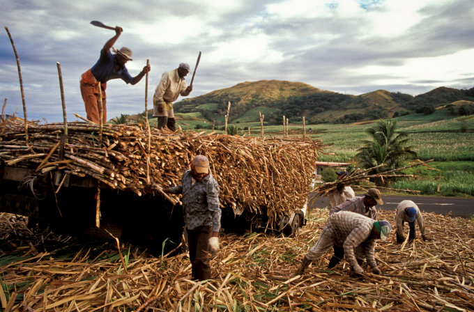 Ngoài tình trạng đốt mía vẫn phổ biến thì khâu thu hoạch mía nguyên liệu tại các nước ASEAN vẫn chủ yếu bằng phương pháp thủ công. Ảnh: Getty
