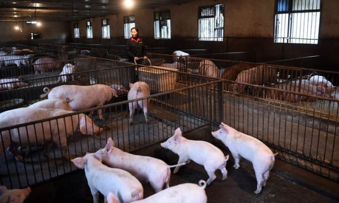 Phong trào tái đàn lợn hồi phục nhanh đẩy giá lợn hơi tại Trung Quốc giảm mạnh. Ảnh: Xinhua