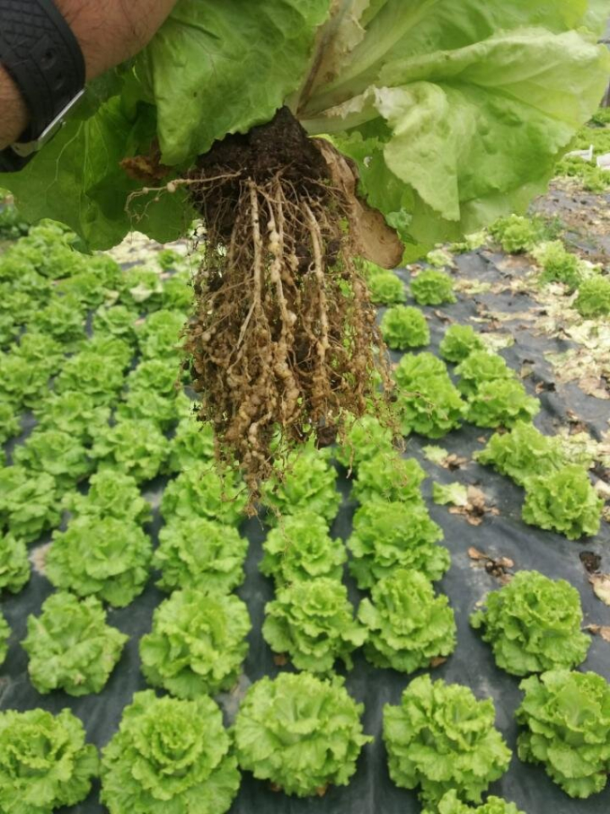 Root galling caused by root-knot nematode infestation. Credit: Maite Gandariasbeitia et al