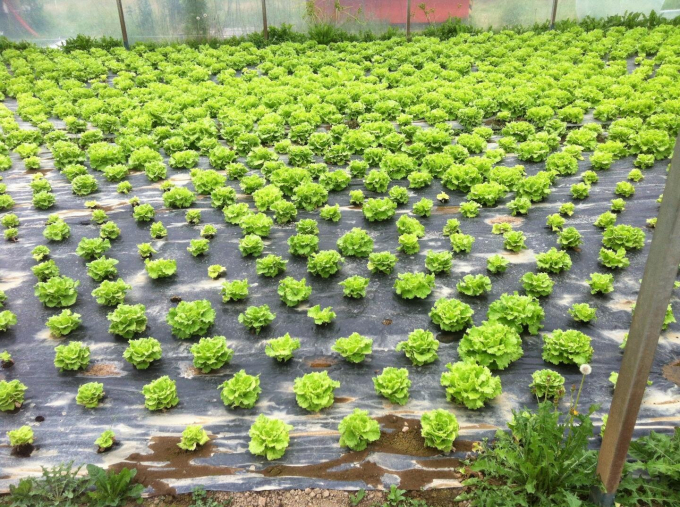 A productive lettuce yield following the researchers' new biodisinfestation method. Credit: Maite Gandariasbeitia et al