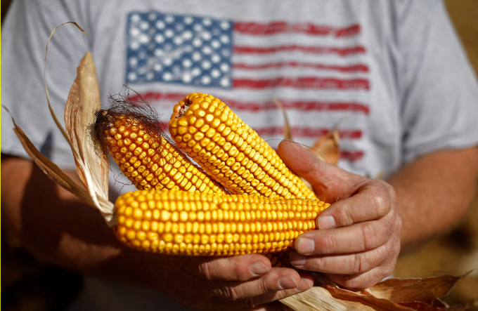 Nông dân Mỹ thu hoạch ngô ở bang Illinois. Ảnh: CNBC