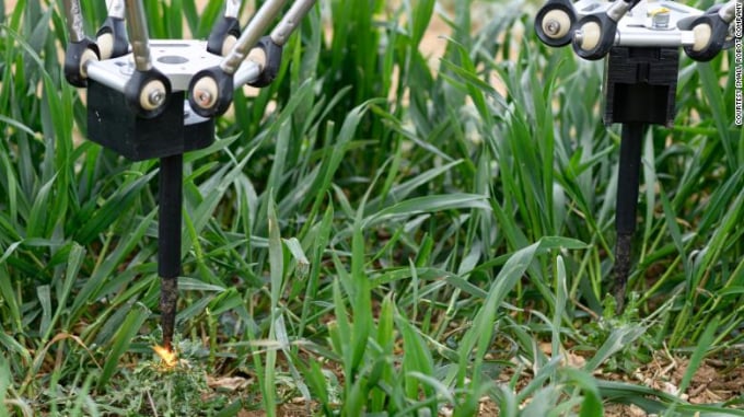 Robot diệt cỏ dại bằng điện. Ảnh: CNN