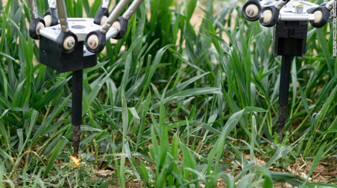 The robot zapping weeds with electricity.