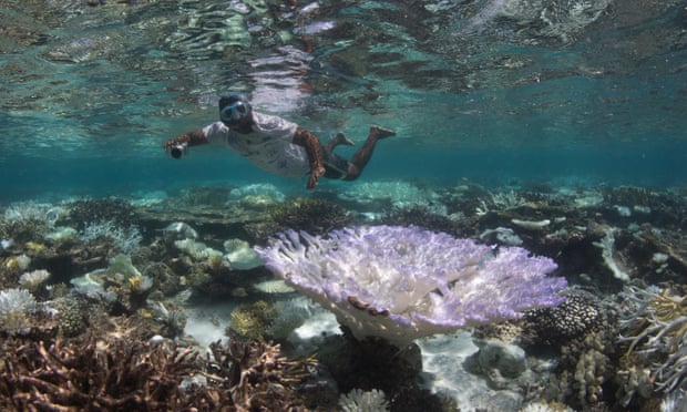 A snorkeler swims through bleached coral in the Maldives. Half of the world’s coral cover has been lost since Victorian times, say scientists. Photograph: AP