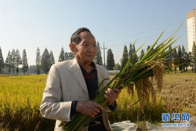 Yuan Longping holds a strain of the third-generation hybrid rice in Changsha, Hunan province, in this Oct 30, 2018 file photo. [Photo/Xinhua]