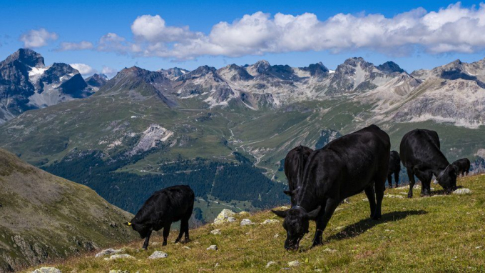 Switzerland is a byword for pristine nature - but environmentalists say that image is flawed