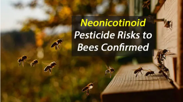 Thuốc trừ sâu Neonicotinoid được cho là gây giảm mật số loài ong thụ phấn, đe dọa an ninh lương thực. Ảnh: TN
