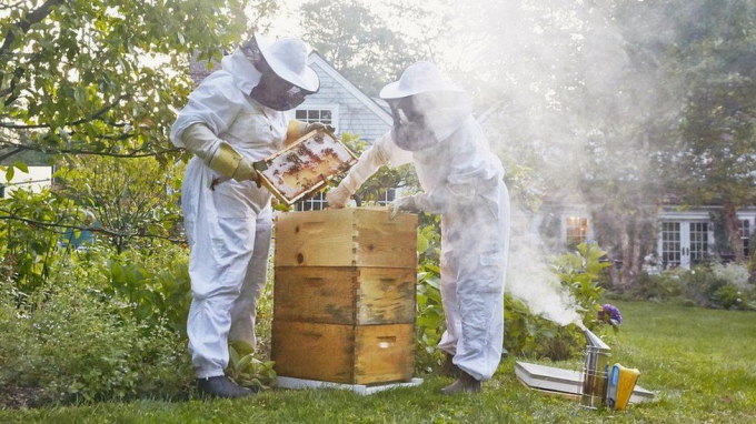 Best Bees Company allow homeowners to host beekeepers' hives - in return for honey