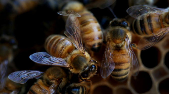 The honey bee faces a number of pressures