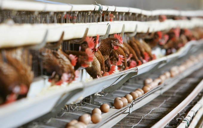 Caged battery hens in a chicken farm in Catania, Sicily | Fabrizio Villa/AFP via Getty Images