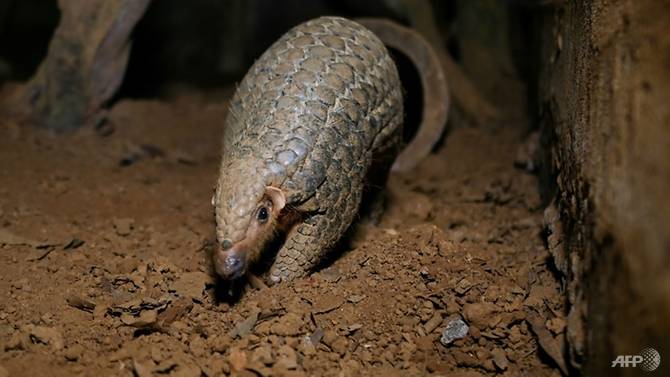 Pangolins are one of the world's most endangered animals and are seen as a delicacy for the mistaken belief that they can cure anything from impotence to even cancer AFP