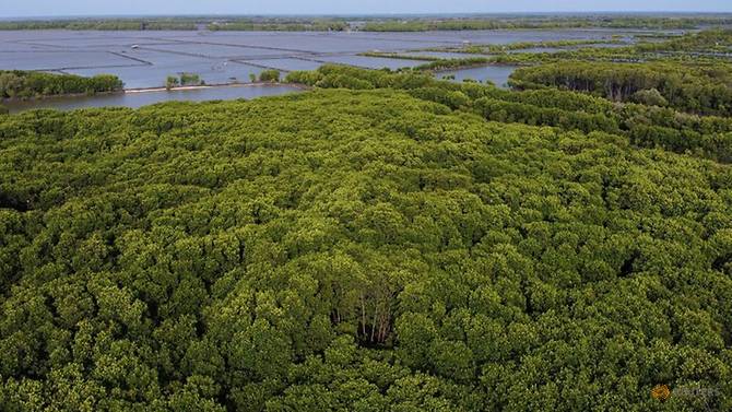 An aerial picture shows an area replanted with mangrove trees in Pabeanilir village, Indramayu regency, West Java province, Indonesia, Mar 14, 2021. (File photo: Reuters/Willy Kurniawan